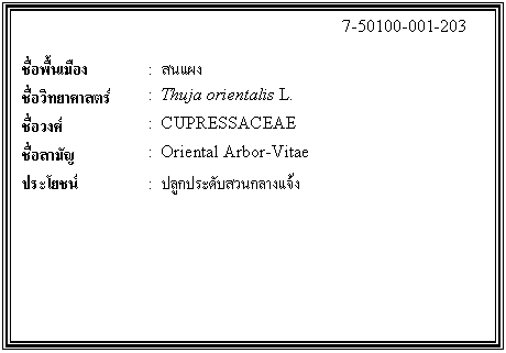 กล่องข้อความ: 7-50100-001-203 ชื่อพื้นเมือง : สนแผง ชื่อวิทยาศาสตร์ : Thuja orientalis L. ชื่อวงศ์ : CUPRESSACEAE ชื่อสามัญ : Oriental Arbor-Vitae ประโยชน์ : ปลูกประดับสวนกลางแจ้ง